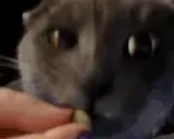 eating emote for Discord