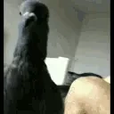 EATTHISMAN emote for Discord