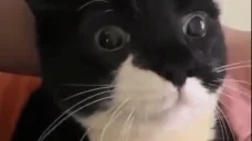 Eating emote for Discord