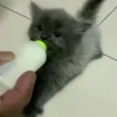 EarWiggle emote for Discord