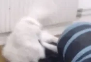 EatTheMinus emote for Discord