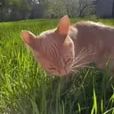 eatGrass emote for Discord