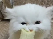 eatBanana emote for Discord