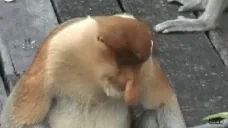 eating emote for Discord