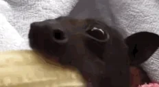 EatDaBanana emote for Discord