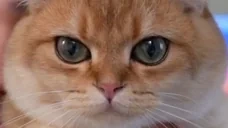 EarlStare emote for Discord