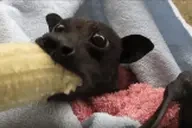 EatingGood emote for Discord