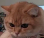 EarlKiss emote for Discord