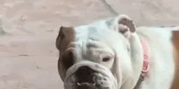 eating emote for Discord