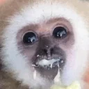 EatingPog emote for Discord