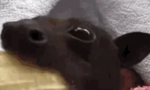 EatDaBanana emote for Discord