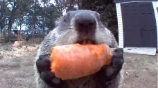 eat emote for Discord