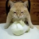 eatingcat emote for Discord