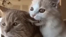 EatYourEar emote for Discord