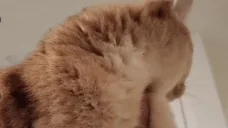 earlMeow emote for Discord