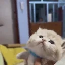 EATCAT emote for Discord