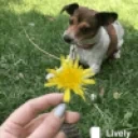 eatflower emote for Discord