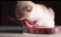 eating emote for Discord