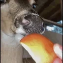 EATING emote for Discord