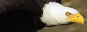 eagleEye emote for Discord