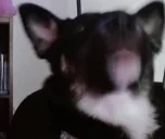 eating emote for Discord