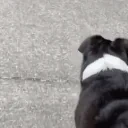 earflop emote for Discord