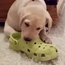 EatingShoes emote for Discord