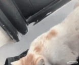 Eat emote for Discord