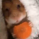 eatingrat emote for Discord