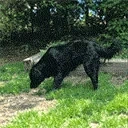 eatgrass emote for Discord