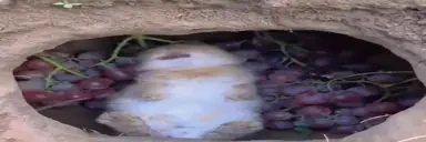 Eating emote for Discord