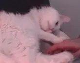 EatTheNymN emote for Discord