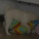 ebet emote for Discord