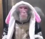 eblanchik emote for Discord