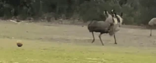 EmuRun emote for Discord