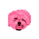 EMOPERRO emote for Discord