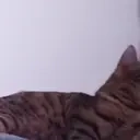 emilyLURK emote for Discord