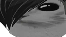 emocat emote for Discord