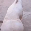 enchantress animated emote for Discord, Twitch and Slack