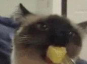 enotEGG_ emote for Discord