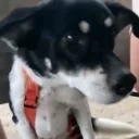 EnyaSNIFFA emote for Discord