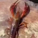 ENOUGH emote for Discord