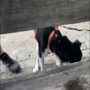 EnyaArrive emote for Discord