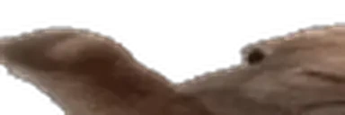 enuna emote for Discord