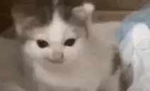 engrygermanyCat emote for Discord