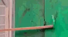 EnotWut emote for Discord