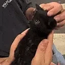 eow emote for Discord