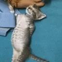 enigmaenergycat emote for Discord