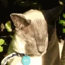 EnjoyingFlashbang emote for Discord