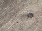 EngOrSpan emote for Discord